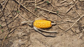 Agriculture: après la sécheresse, la guerre de l’eau