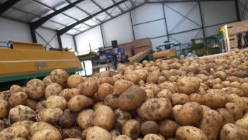 Un bâtiment XXL à la cuma Gatiplant pour les plants de pommes de terre