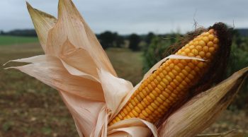 [Ensilage] Organisation et souplesse pour s’adapter à une maturité précoce