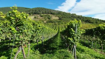 Millésime exceptionnel en vue pour champagnes et bourgognes, grâce à la sécheresse