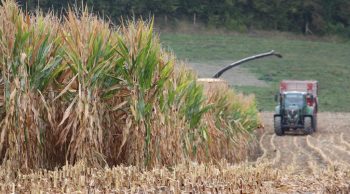 [Ensilage de maïs] Le risque c’est 10.000 euros de perte sur 30 ha