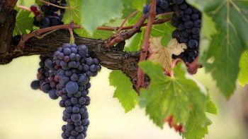 La production mondiale de vin en net rebond en 2018, après une année catastrophique