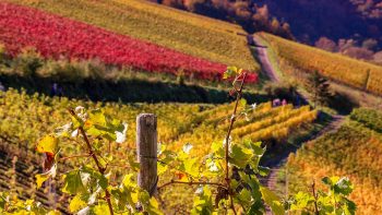 Le cognac veut encore agrandir son vignoble