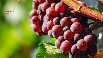 Vins de Bordeaux: une récolte 2018 « moyenne » en volume