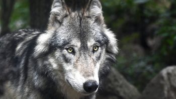 Danse avec les loups: une saison avec un berger dans les Alpes françaises