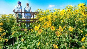 Une plante pérenne aux belles fleurs jaunes pour la méthanisation