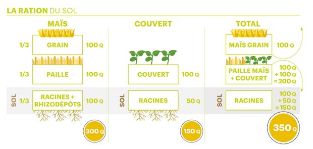 couverture végétale maïs et ration du sol