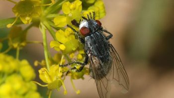 Wohlfahrtia Magnifica, l’ennemie des éleveurs ovins