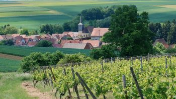 La France ambitionne de devenir la référence mondiale pour l’oenotourisme