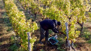 Le Sénat maintient les exonérations pour l’emploi des saisonniers agricoles