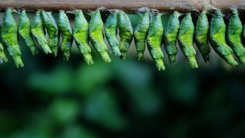 Biocontrôle: la guerre des insectes aura bien lieu