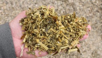 Longueur de coupe et réglage de l’éclateur: l’ensilage vu d’Allemagne