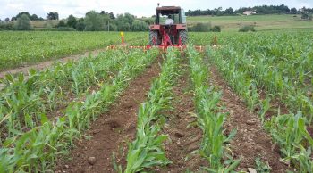 Quel désherbage mécanique pour le maïs ensilage?