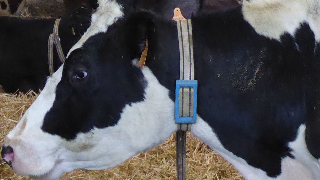 Colliers Connectes Pour Vache Lituus Cooperative Prosperite Fermiere Entraid