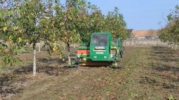 Loir-et-Cher : première récolte de noix en inter-cuma