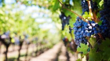 Gironde: des vignes malades arrachées contre la volonté de leur propriétaire
