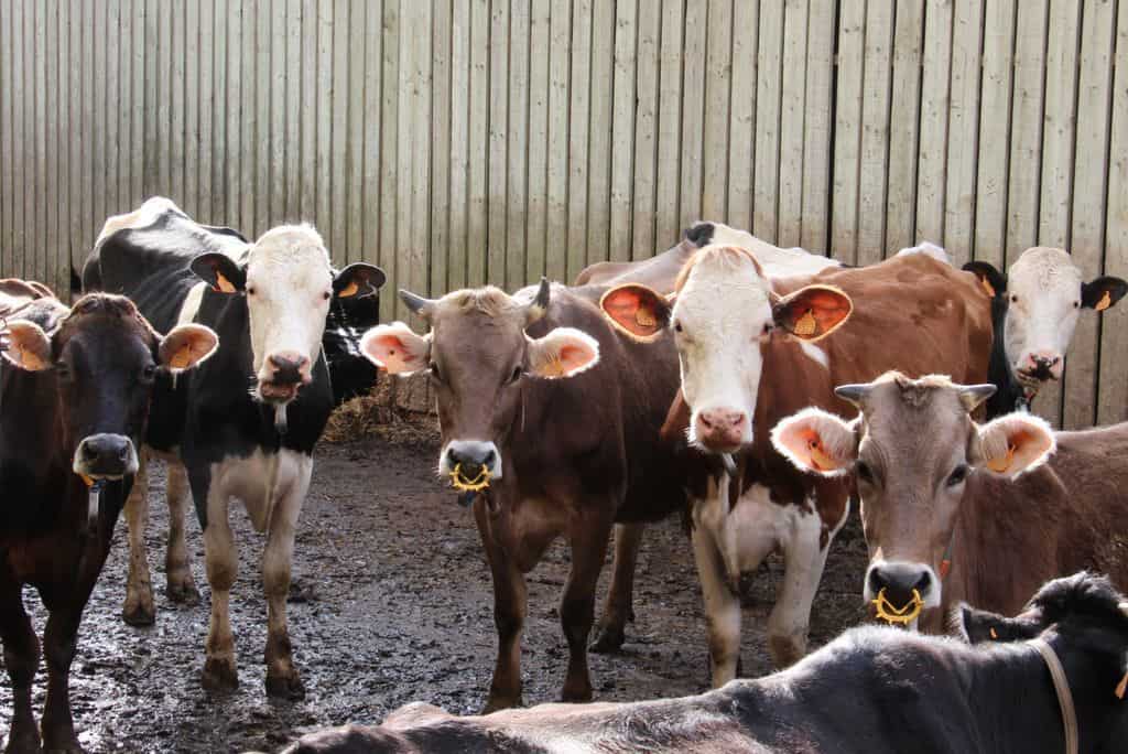 Troupeau laitier de vaches croisées