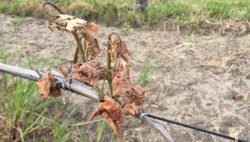 Premier coup de gel de printemps dans les vignobles français