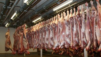 Abattoir de proximité ou sur place