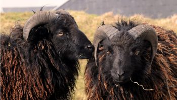 Des moutons d’Ouessant dans les vignes de Champagne