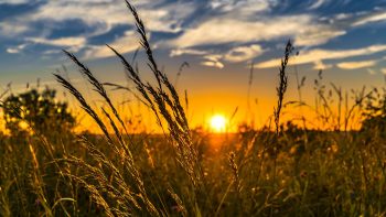 De la prairie et moins d’élevage intensif pour nourrir l’Europe en 2050