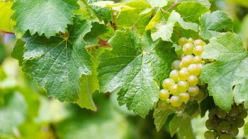La Vallée du Rhône veut mettre du blanc dans son vin