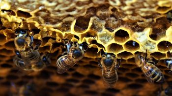 A la saison des pommiers en fleurs, les abeilles-ouvrières sont reines