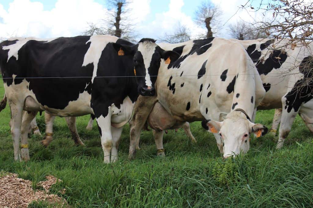 Les vaches du gaec retournent à la salle de traite