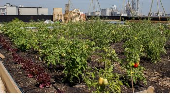 Ce week-end, quinze villes participeront aux « 48 Heures de l’agriculture urbaine »