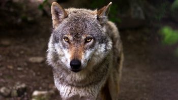 Face aux loups plus nombreux, de nouvelles mesures pour les éleveurs