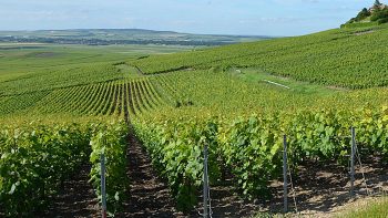 Réchauffement climatique: comment le champagne s’y prépare