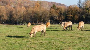 Canicule: la vache qui se rafraîchit