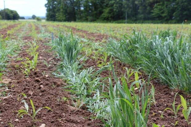 lutte contre les taupins en maïs bio. Vu d'un rang de plante appat.