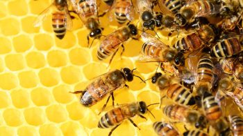 Gelées, froid et maintenant canicule: la récolte de miel en totale déconfiture