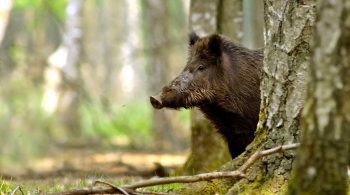 Élevage: « la guerre contre la peste porcine n’est pas gagnée »