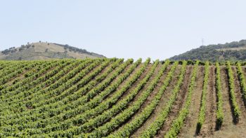 Canicule: des vignes « comme brûlées au chalumeau »