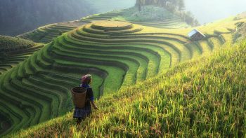 Après l’élection à la FAO, le modèle agricole et alimentaire chinois en question