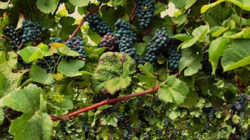 Biodiversité: le syndicat des vignerons des Côtes du Rhône s’engage