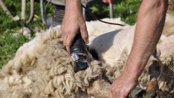 Deux Gallois et un Néo-zélandais nouveaux champions du monde de tonte de mouton