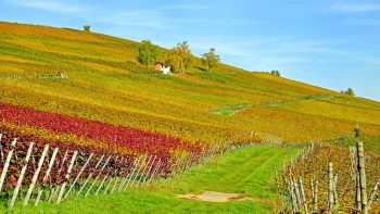 La filière viticole doit s’adapter aux nouveaux modes de consommation (étude)
