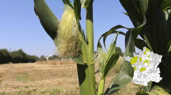 [Ensilages maïs] Des récoltes très précoces si les conditions climatiques persistent