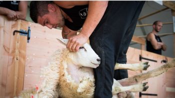 Du mental au physique, le tondeur de mouton se prépare comme un grand sportif