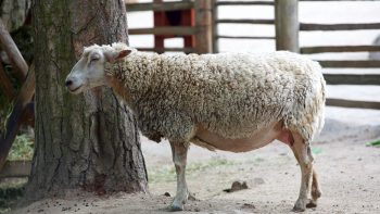 Transhumance urbaine: à Paris, les brebis traversent dans les clous