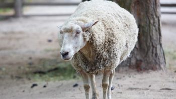 A l’affût de la moindre herbe folle, 27 brebis en transhumance autour de Paris