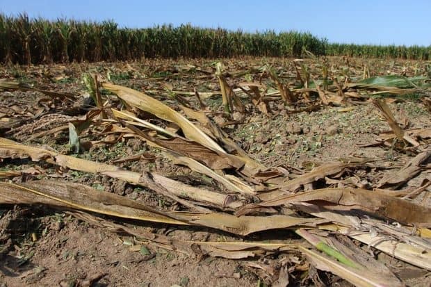 ensilage à la cuma de la Vallée du Clain