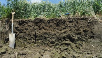 Comment les sols et l’agriculture peuvent aider le climat