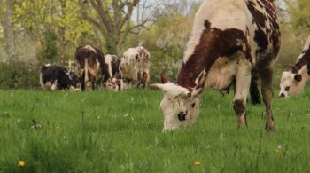 Au royaume des vaches, les fleurs sont reines