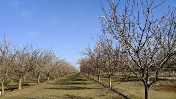 Dans la Drôme, l’intelligence des arbres au service de la production fruitière