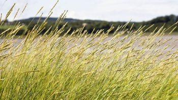 Pesticides: un maire d’Eure-et-Loir interdit d’uriner à moins de cinq mètres d’une surface cultivée