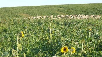 Des moutons dans les champs de céréales